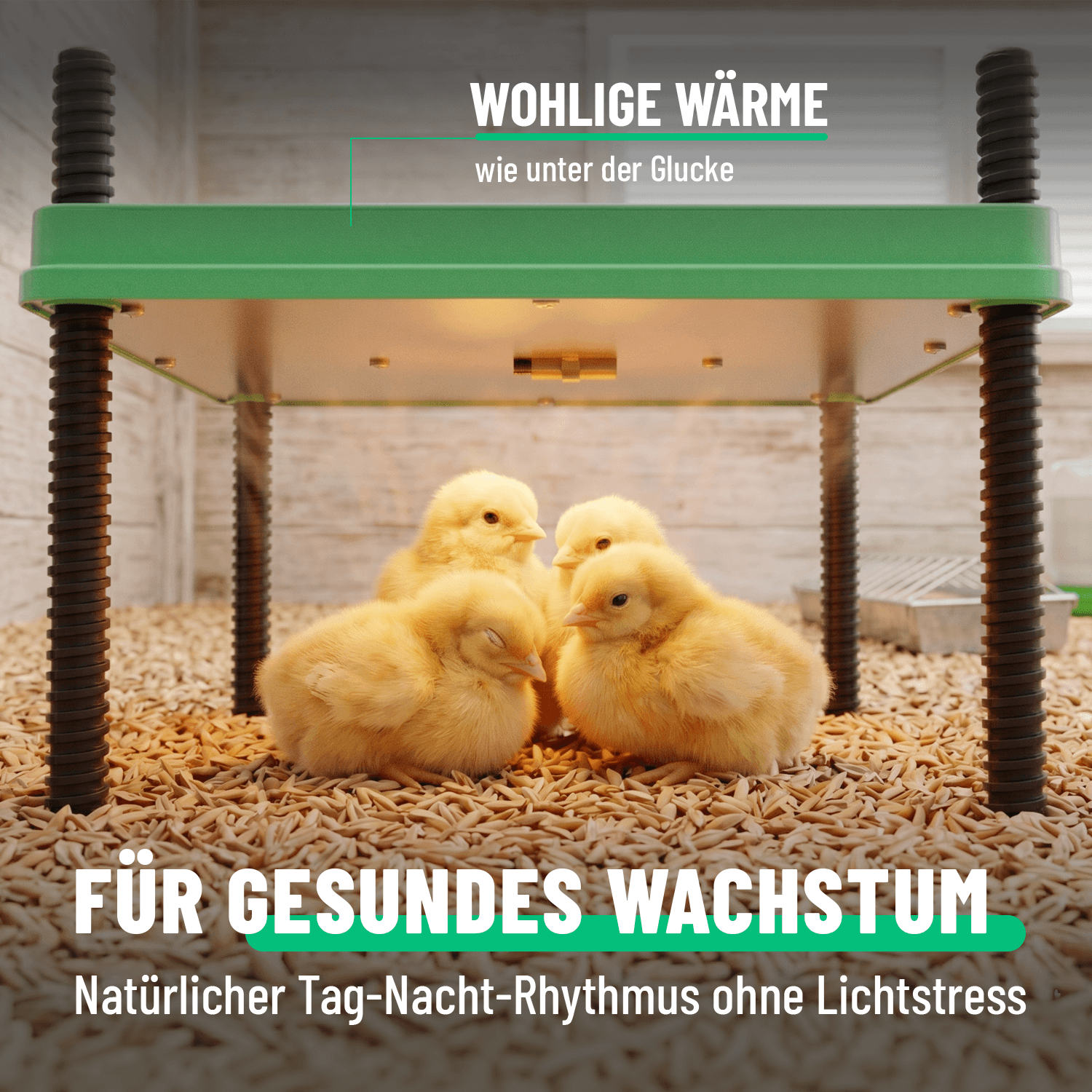 Wärmeplatte Küken