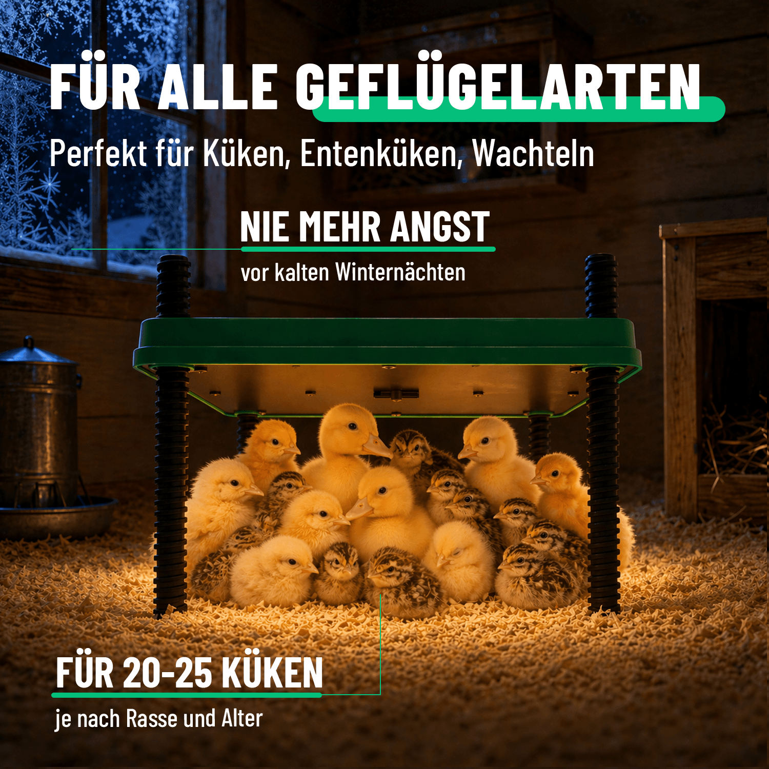 Wärmeplatte Küken