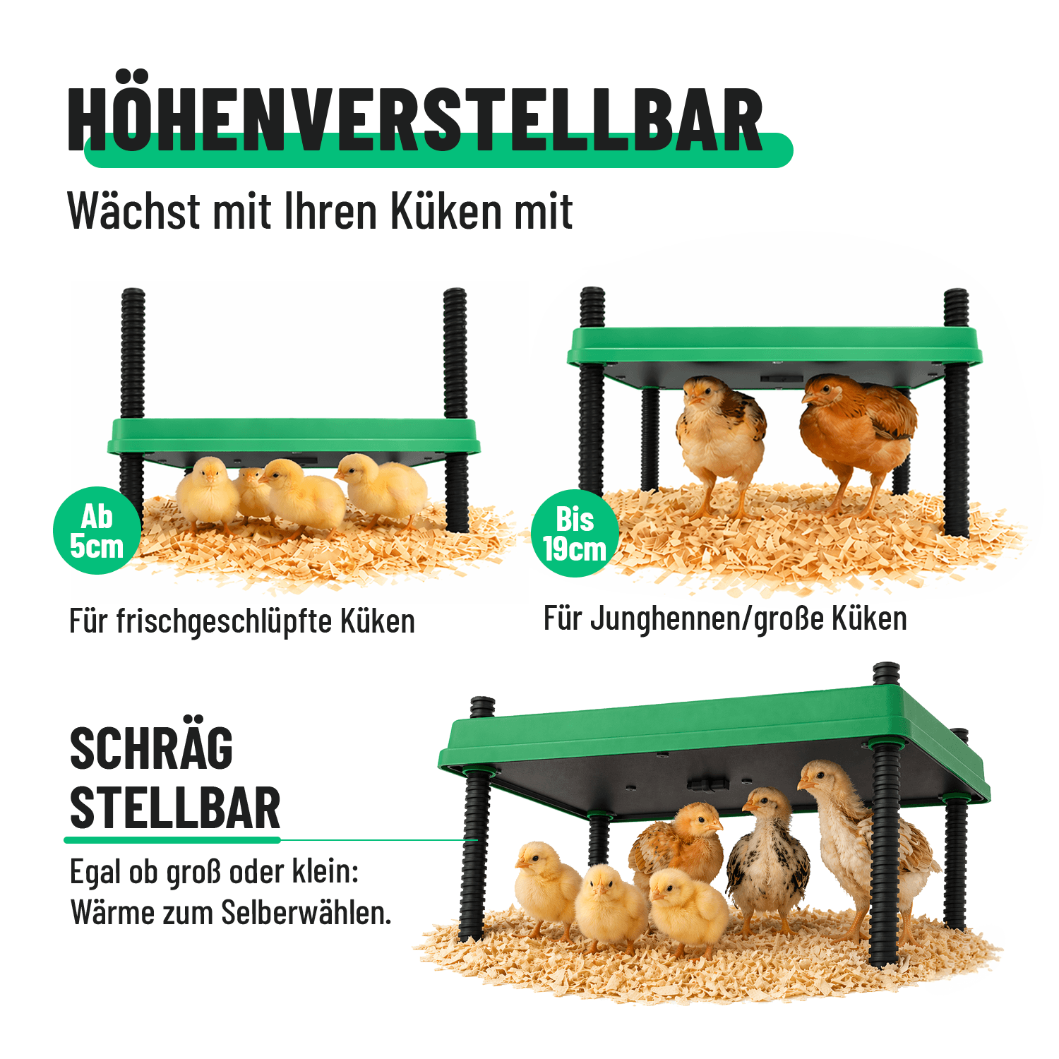 Wärmeplatte Küken