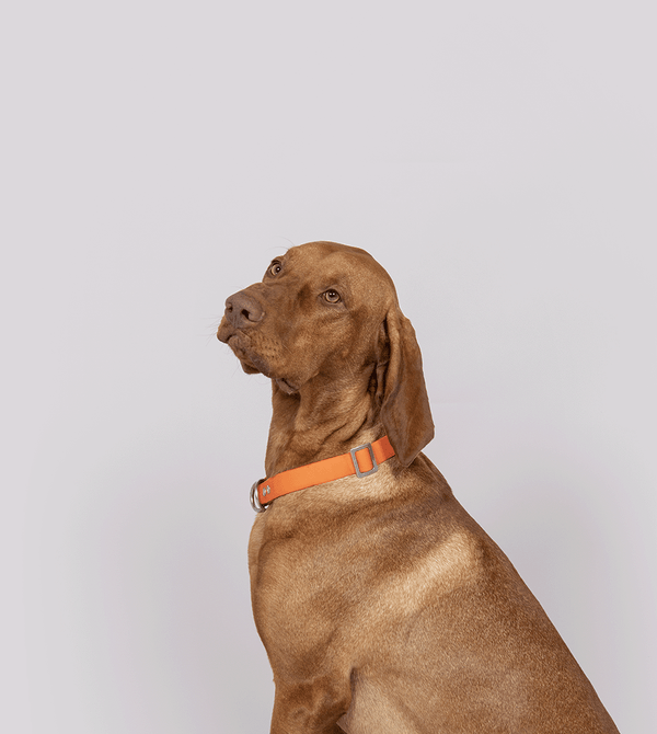Diego – Feel Good Management bei greate