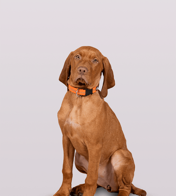 Nala – Feel Good Management bei greate